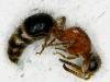 Smicromyrmini inconnu